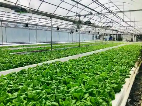 Outdoor vertical hydroponic tower garden with leafy greens
