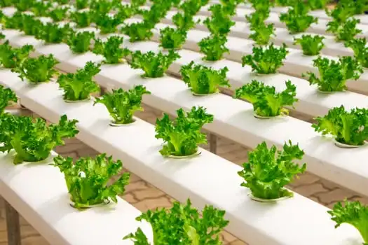 Hydroponic vegetable setup showing active root development in nutrient water
