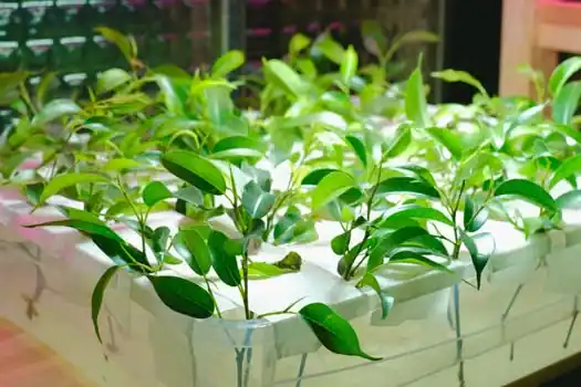 Compact countertop indoor hydroponic system growing fresh basil