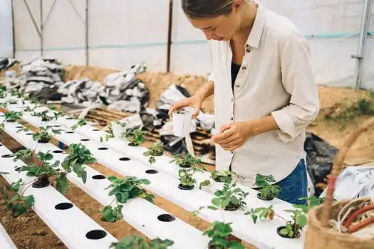 Commercial indoor hydroponics greenhouse with LED grow lighting