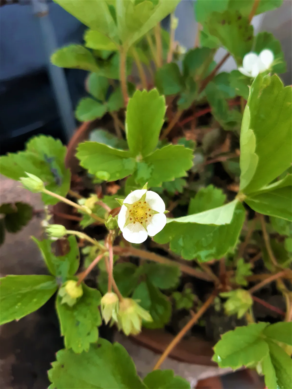 Macro view of delicate white strawberry flower cluster showing central dome of pistils and pollen-bearing anthers