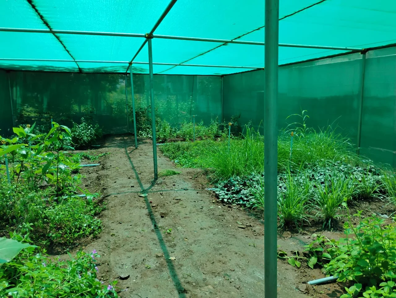 Agricultural shade cloth canopy suspended above garden beds protecting tomato flowers from extreme heat drop