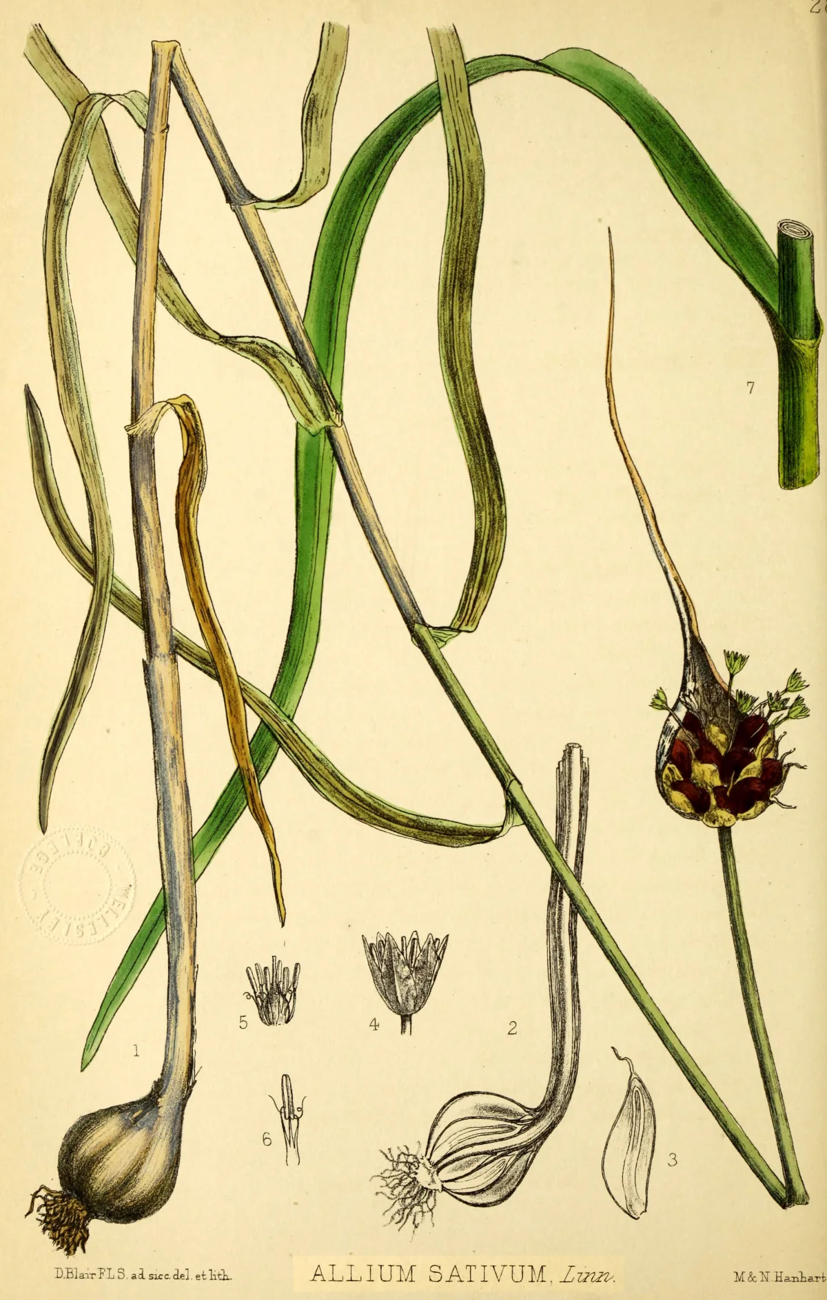 Botanical illustration of Allium sativum showing how each foliage leaf connects directly to an underground bulb wrapper layer