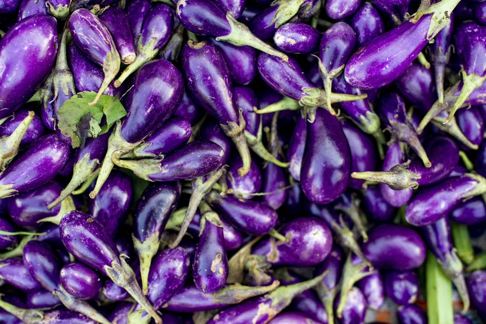 Cluster of tender slender purple Asian eggplants showing minimal seed cavities and thin skin