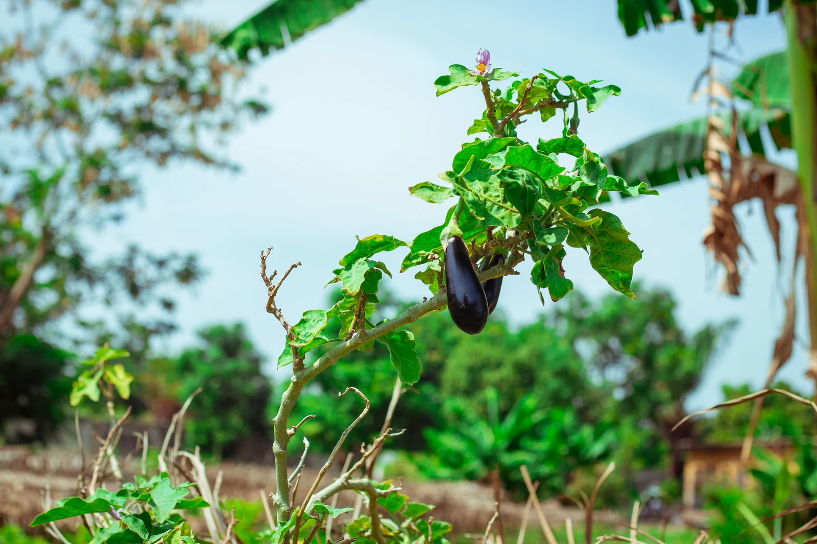 Long purple eggplant hanging at peak ripeness on an outdoor garden bush in full sun