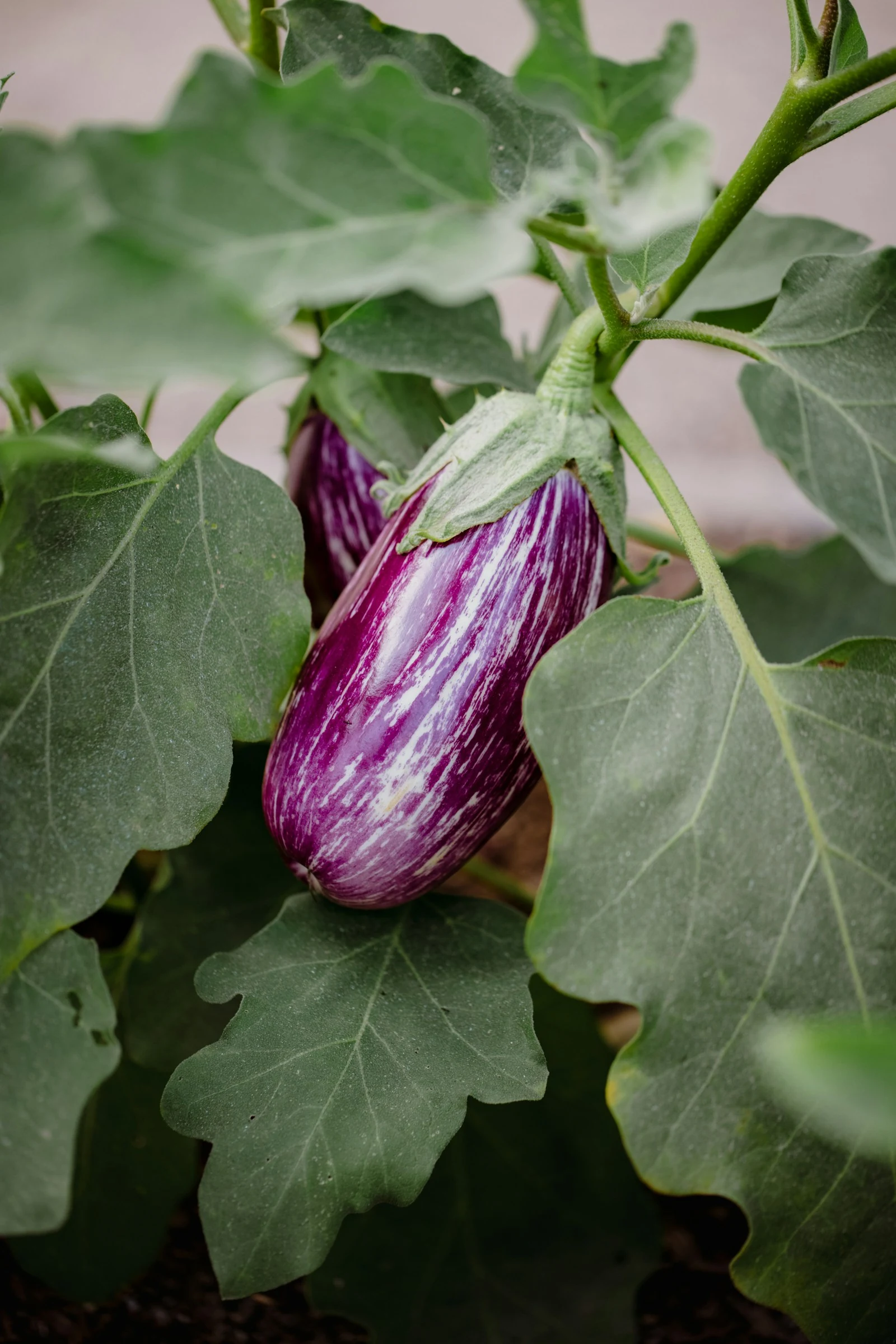 Healthy container-grown eggplant plant with large foliage and hanging fruit supported above soil line