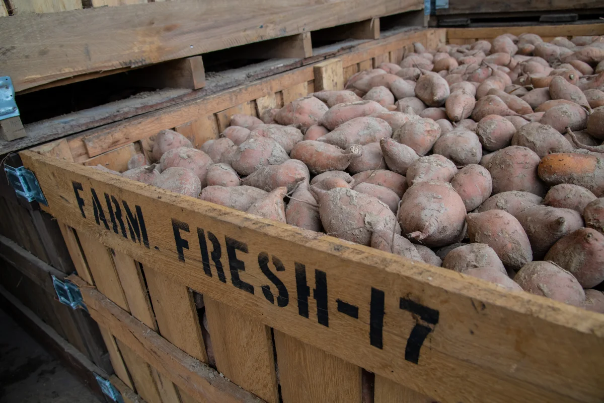 Harvested garden potatoes curing in slatted wooden crates in a well-ventilated dark room