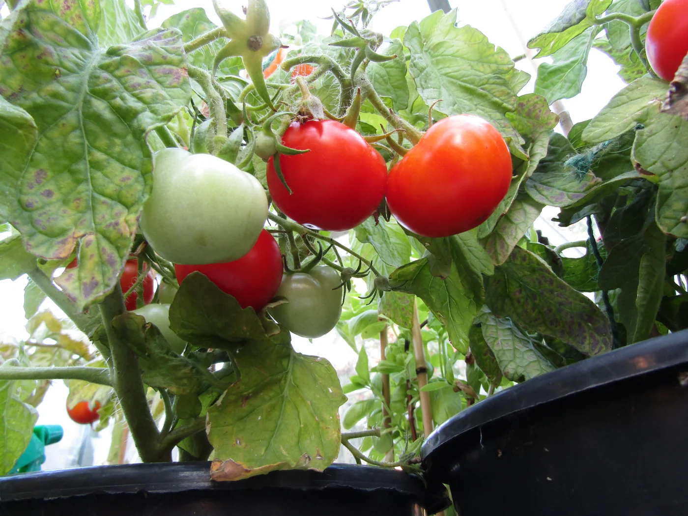 Determinate bush tomato plant loaded with ripe red fruit demonstrating compact growth habit