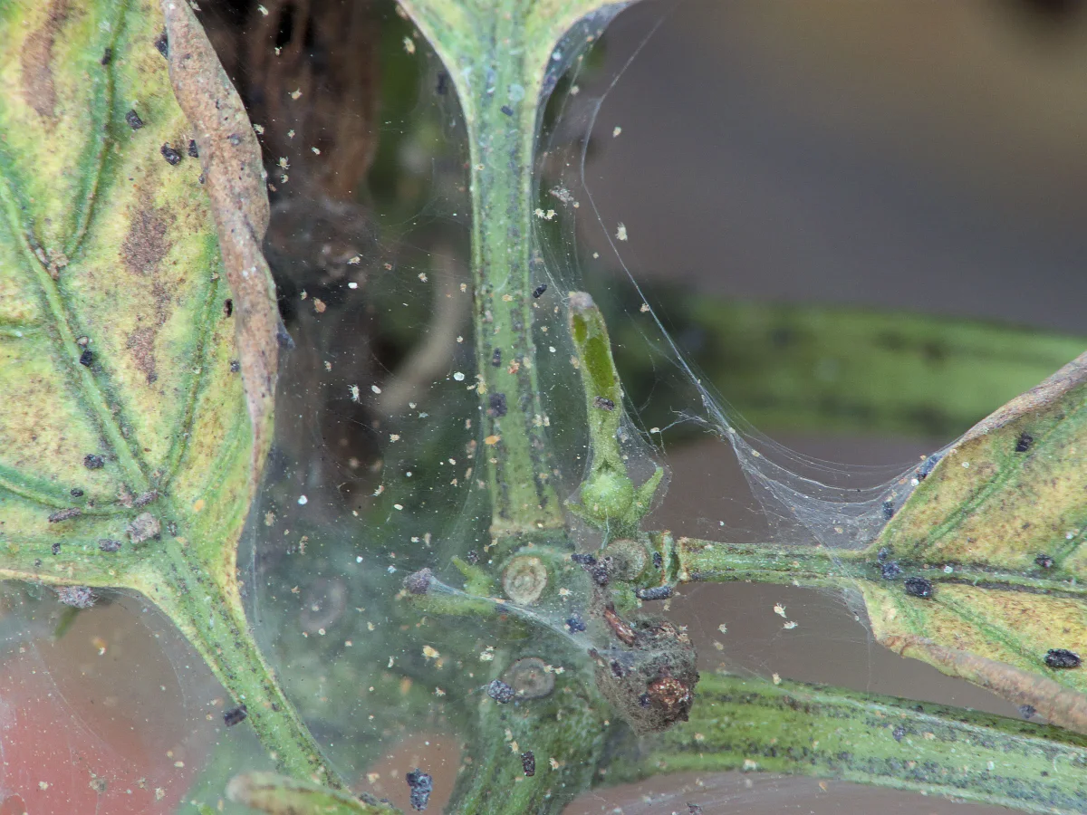 Diagnostic inspection of pepper leaf foliage distinguishing between cellular edema blisters and mite damage