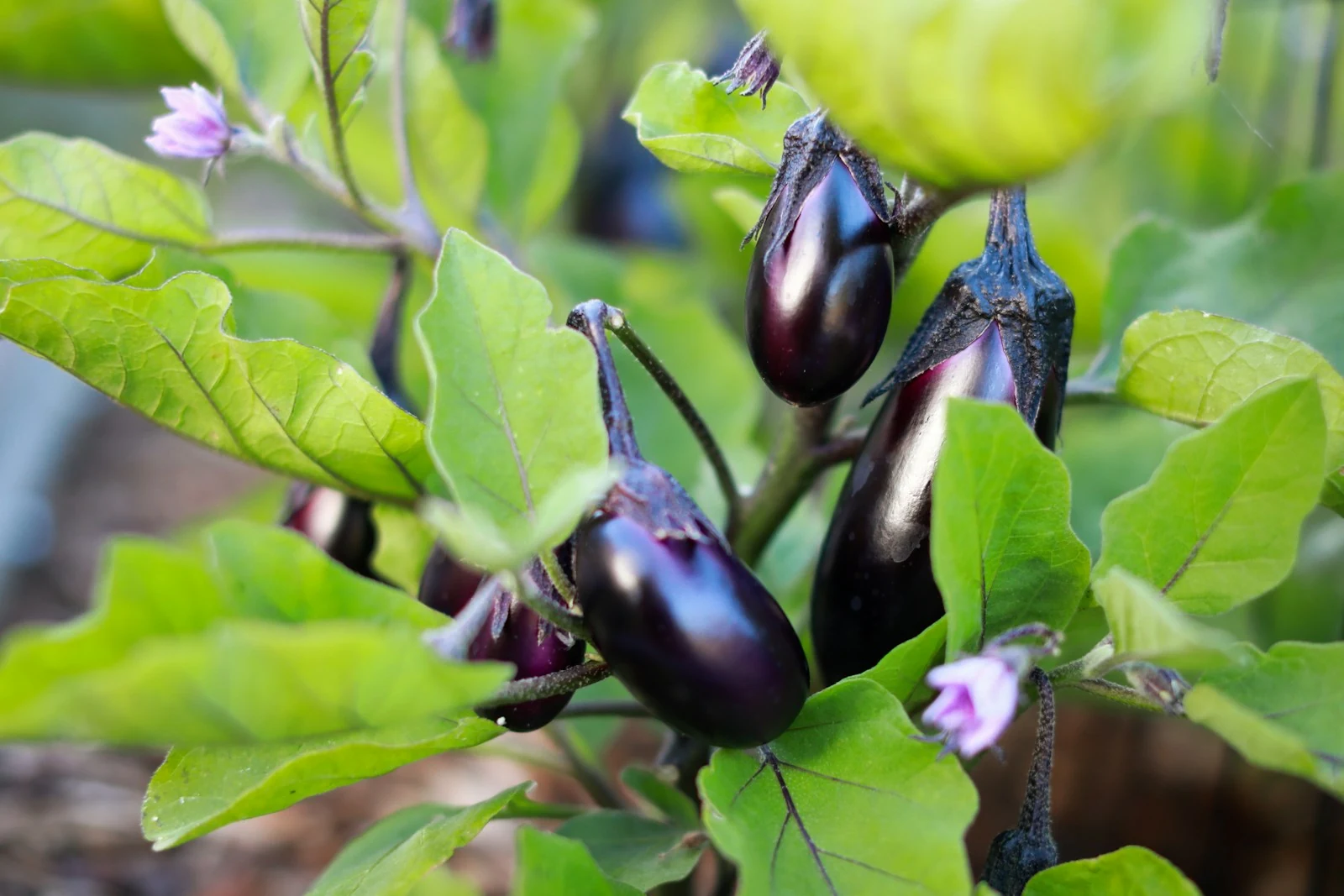 Purple eggplant flower blossom alongside developing slender fruit on healthy green garden vine