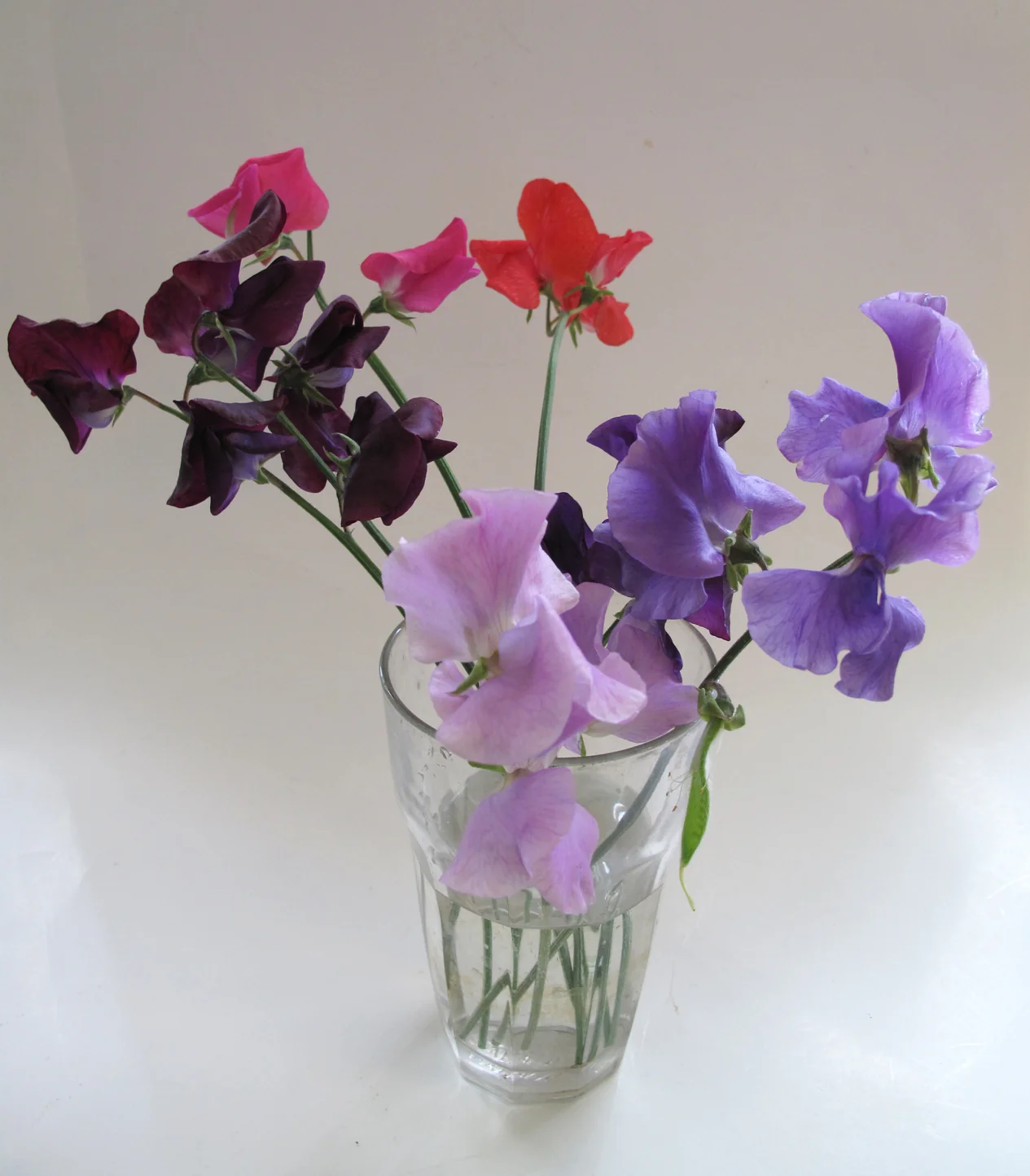 Lush bouquet of freshly harvested heirloom sweet peas showcasing pastel hues and straight stems