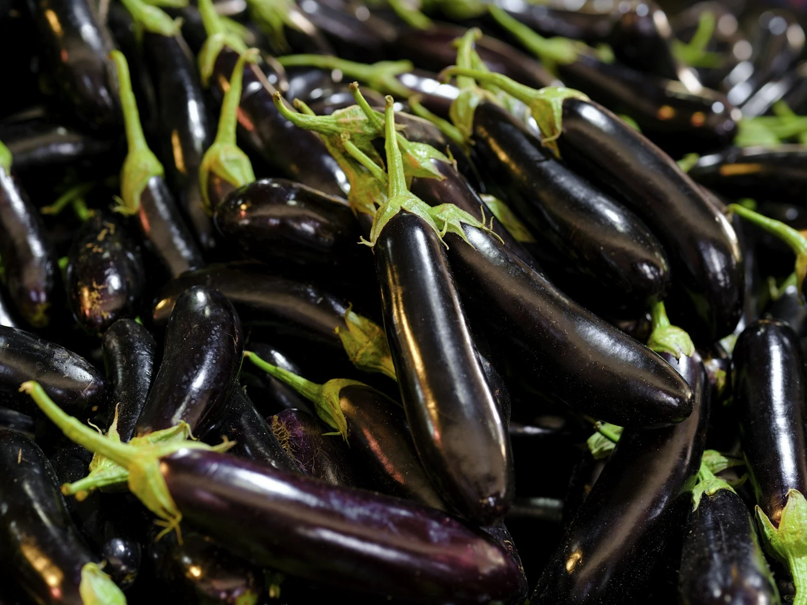 Harvest pile of slender glossy lavender Chinese eggplants with vibrant green calyxes