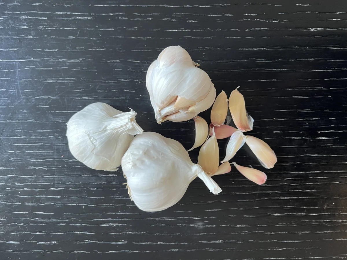 Properly spaced garlic cloves prepared for planting in container potting soil