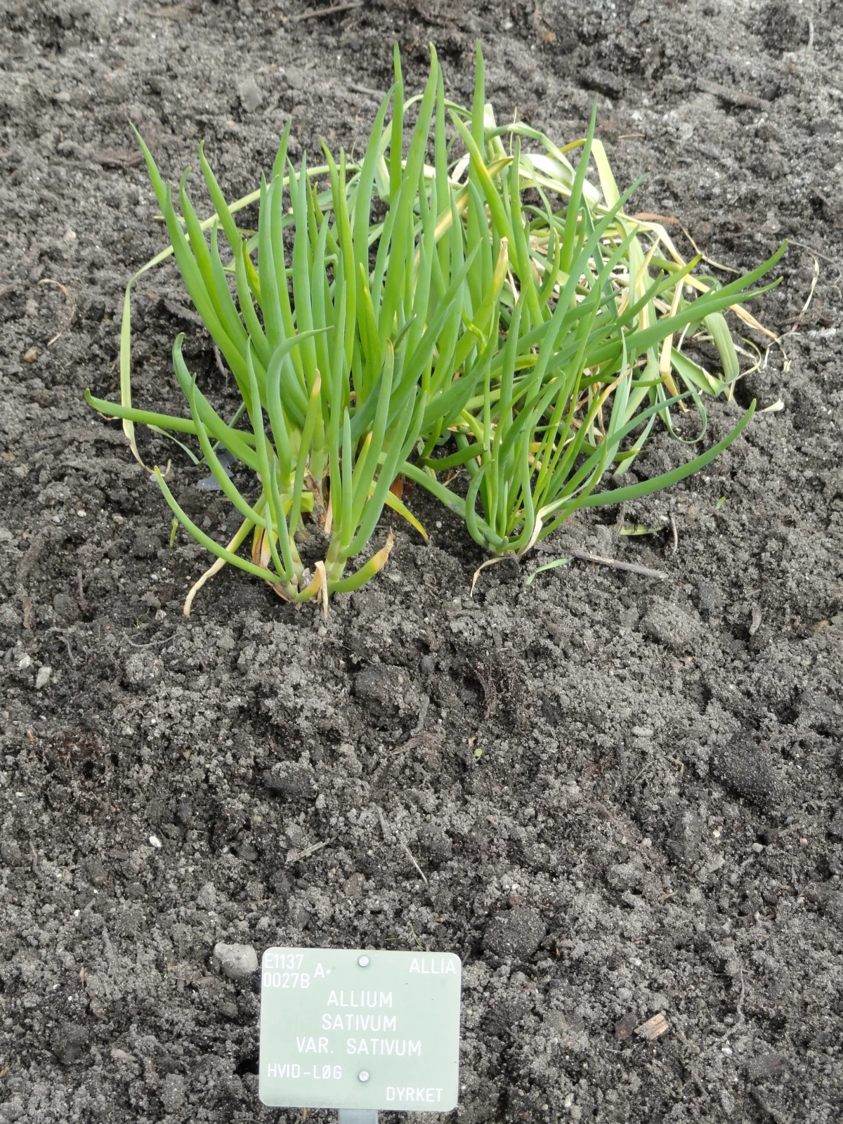 Allium sativum garlic plant maturing in garden bed according to regional spring temperature thresholds