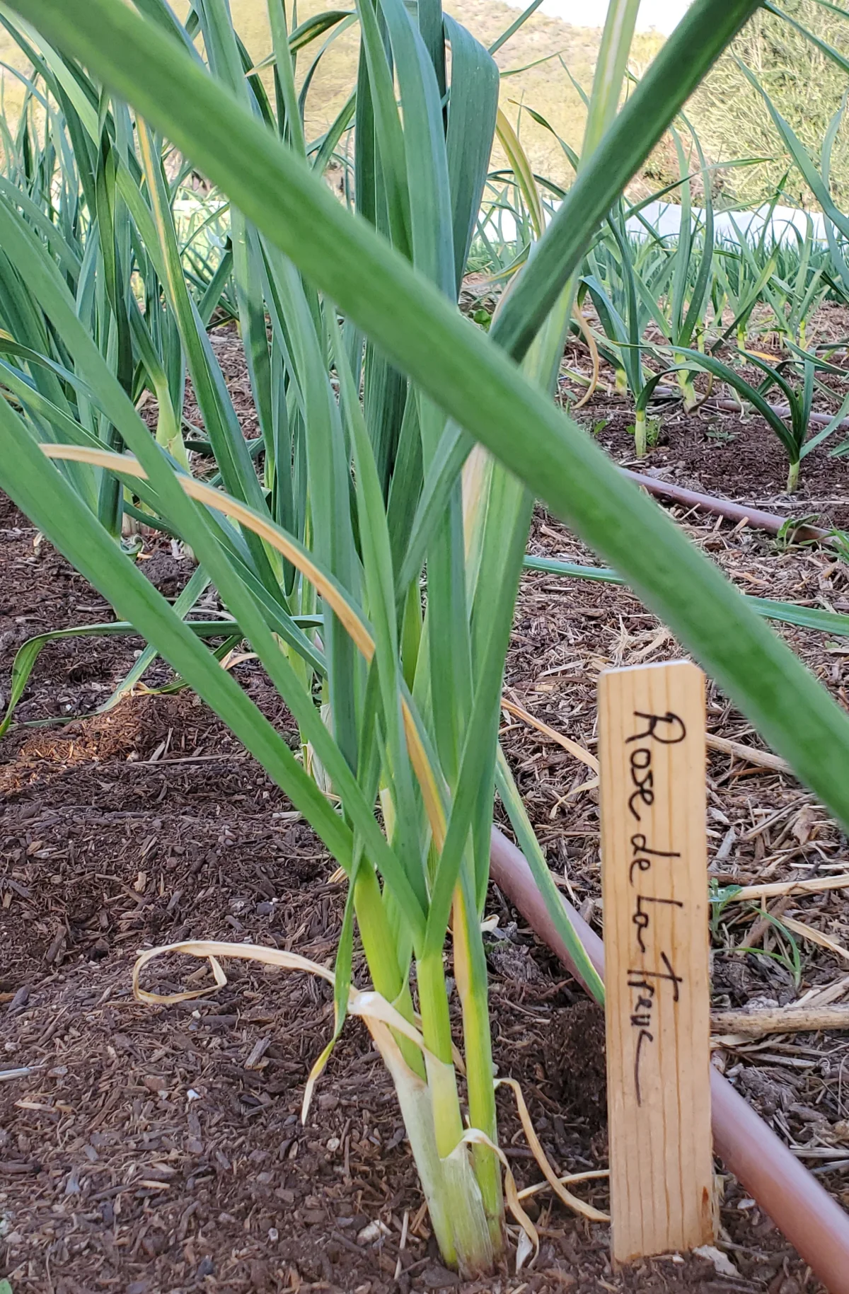 Garlic plants in garden soil demonstrating the 50 50 leaf ratio rule for harvest timing