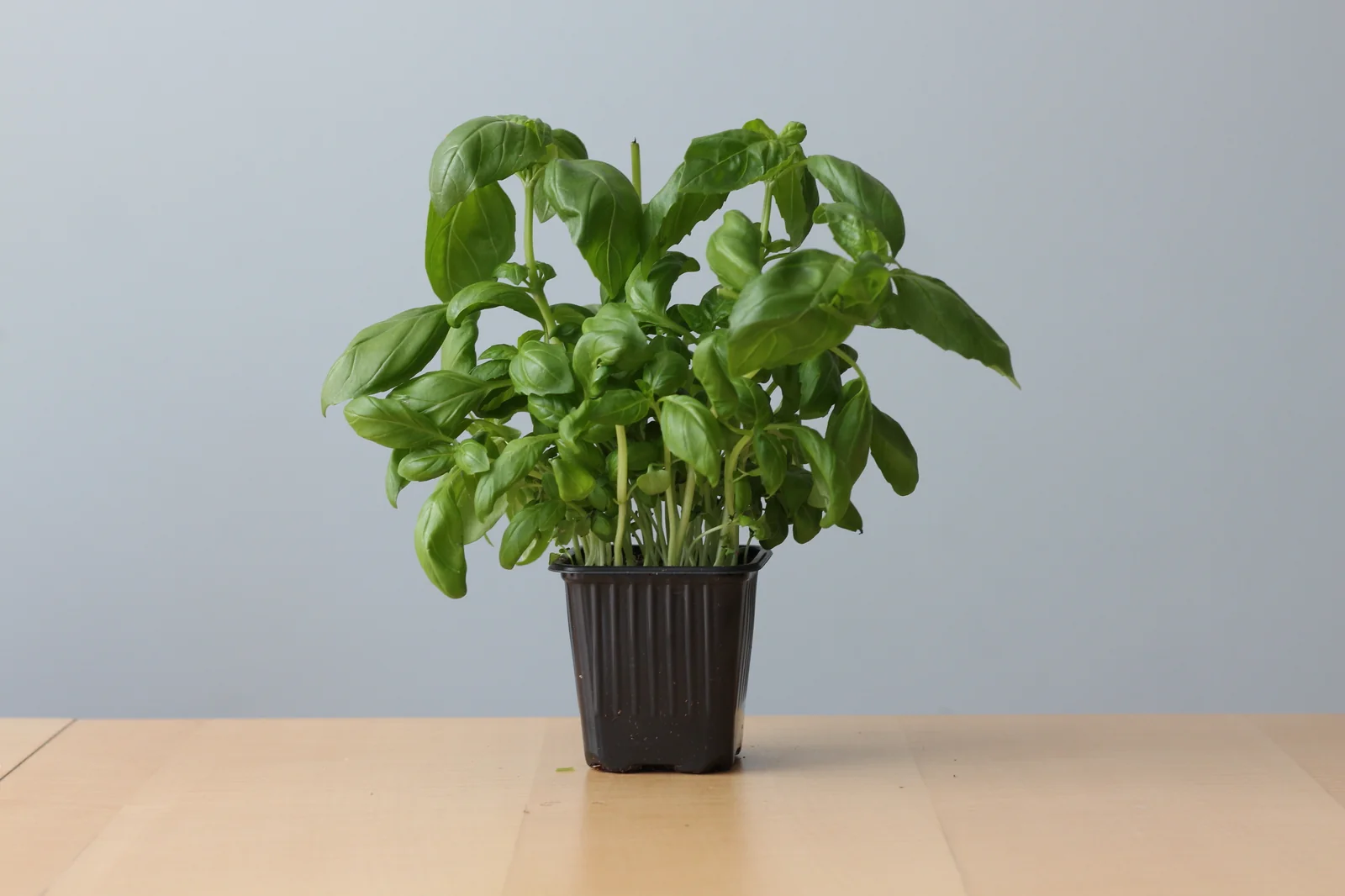 Lush Genovese basil growing indoors under grow light with aromatic dark green leaves
