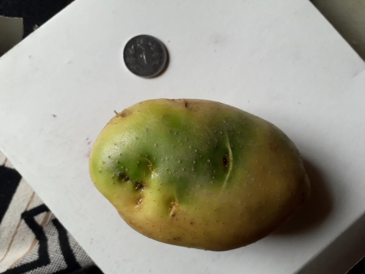 Green potato tuber showing toxic solanine and chlorophyll development beneath the skin from light exposure