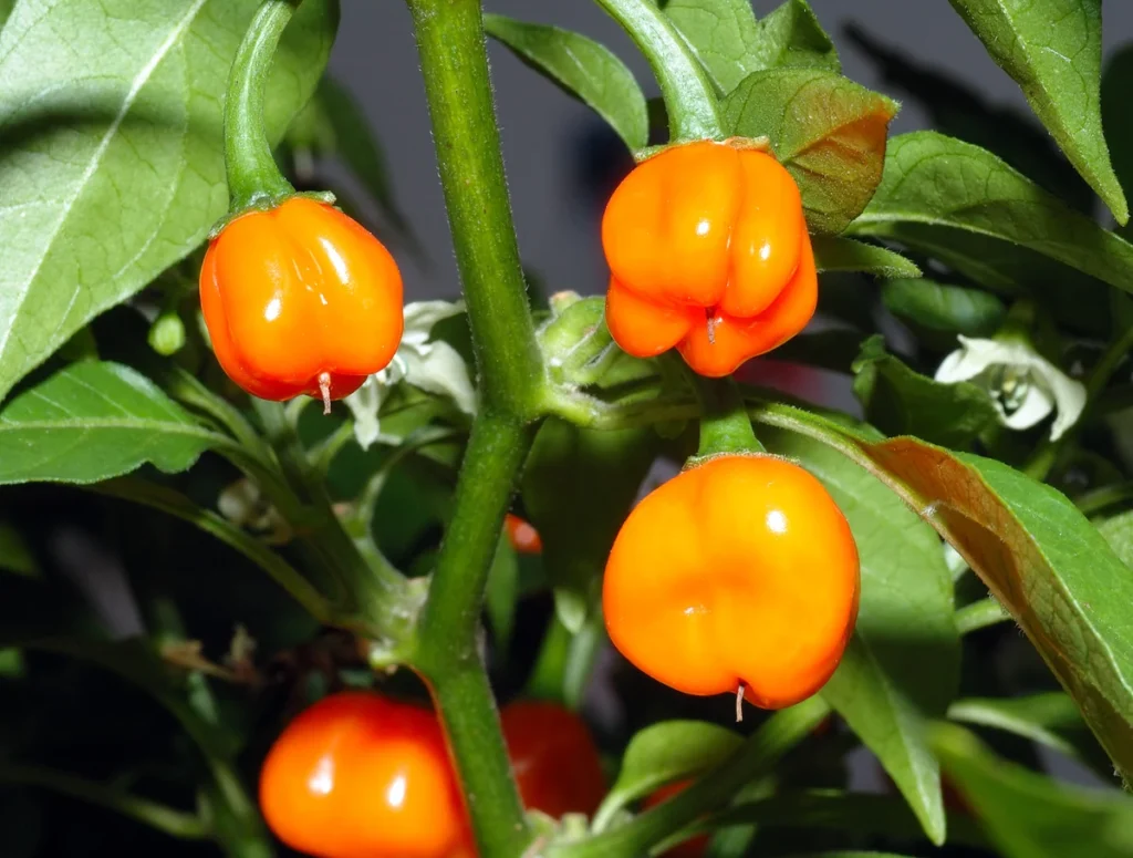 Fresh ripe habanada peppers showcasing vivid orange skin and zero heat habanero traits