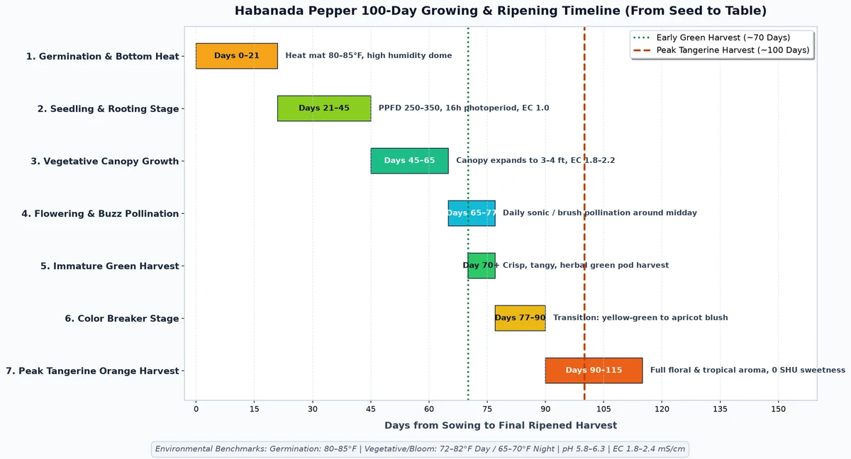 Visual timeline of habanada pepper growth stages from seed germination to 100-day ripe orange harvest