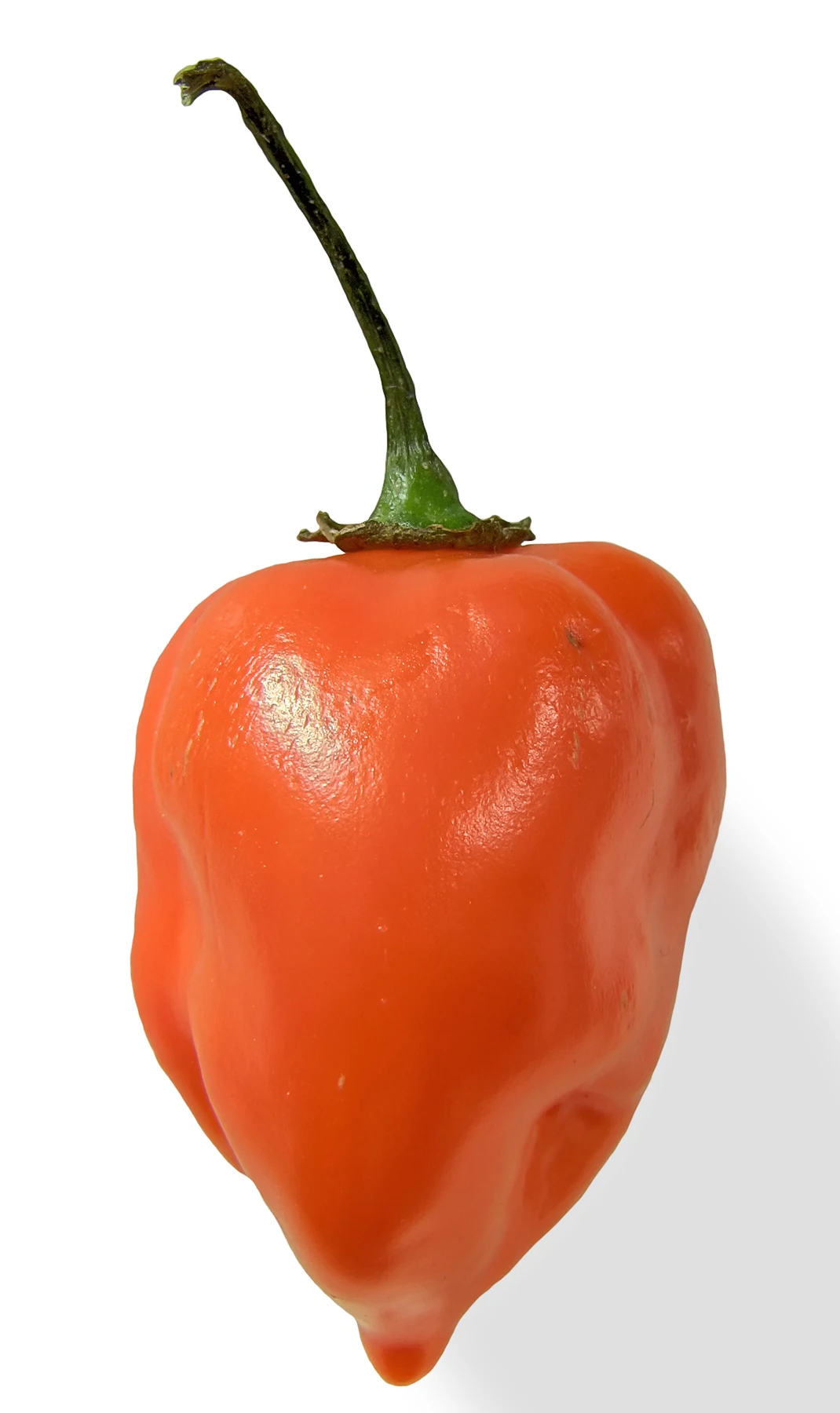 Harvest of ripe orange habanada pepper displaying smooth lantern shape and tender skin