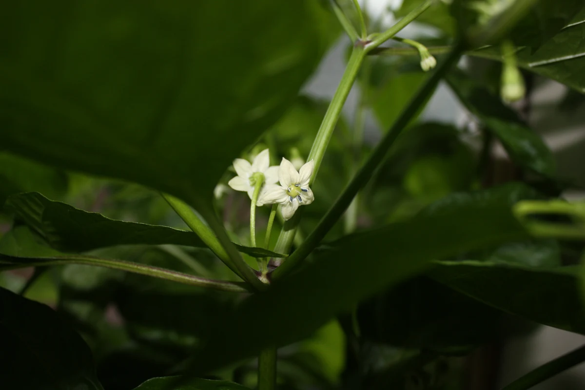 Habanada pepper plant white star-shaped blossoms ready for indoor hand pollination