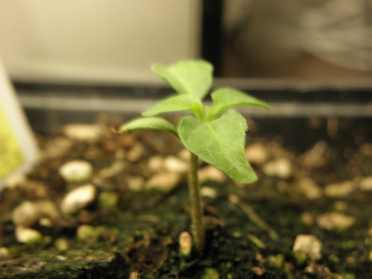 Healthy young habanada pepper seedling with emerging true leaves
