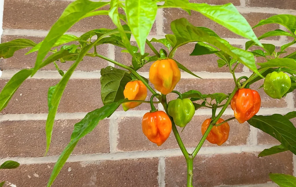 Clusters of habanada peppers transitioning from pale green to yellow-orange on the branch