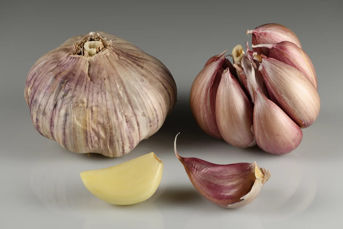 Comparison of hardneck and softneck garlic bulbs and cloves suitable for container growing