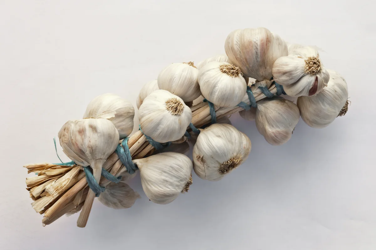 Braided softneck garlic heads showing pliable stems and multi-layered clove clusters