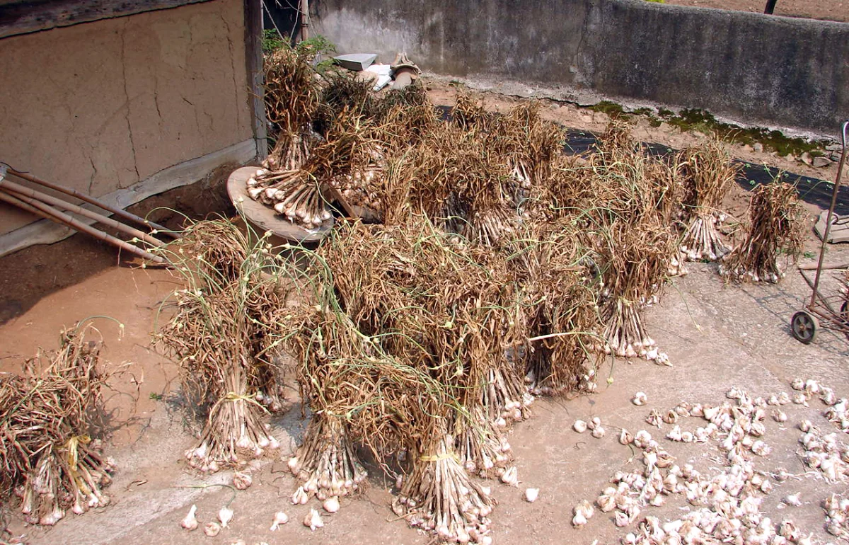 Freshly pulled container garlic bulbs drying on a slatted curing rack in a well-ventilated shade area