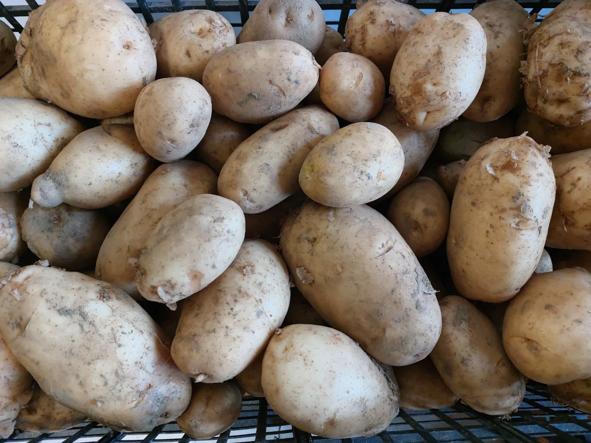 Bountiful harvest of clean golden freshly harvested potatoes from container grow bags on garden tarp