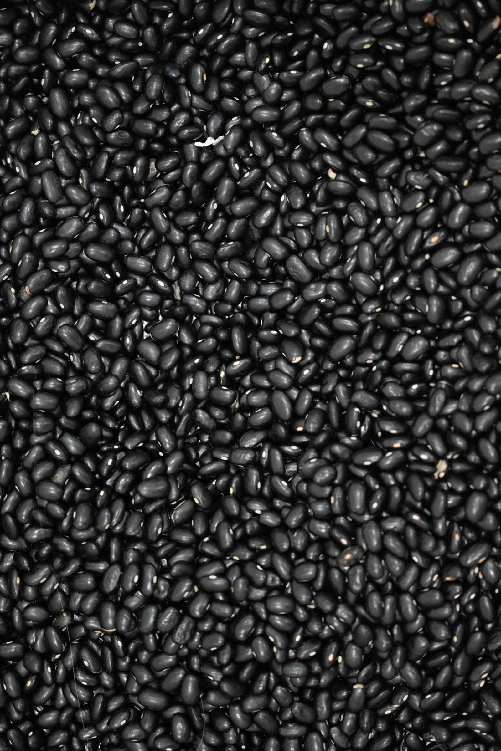 Heirloom seed saving display showing dry mature bean seeds for true-to-type preservation