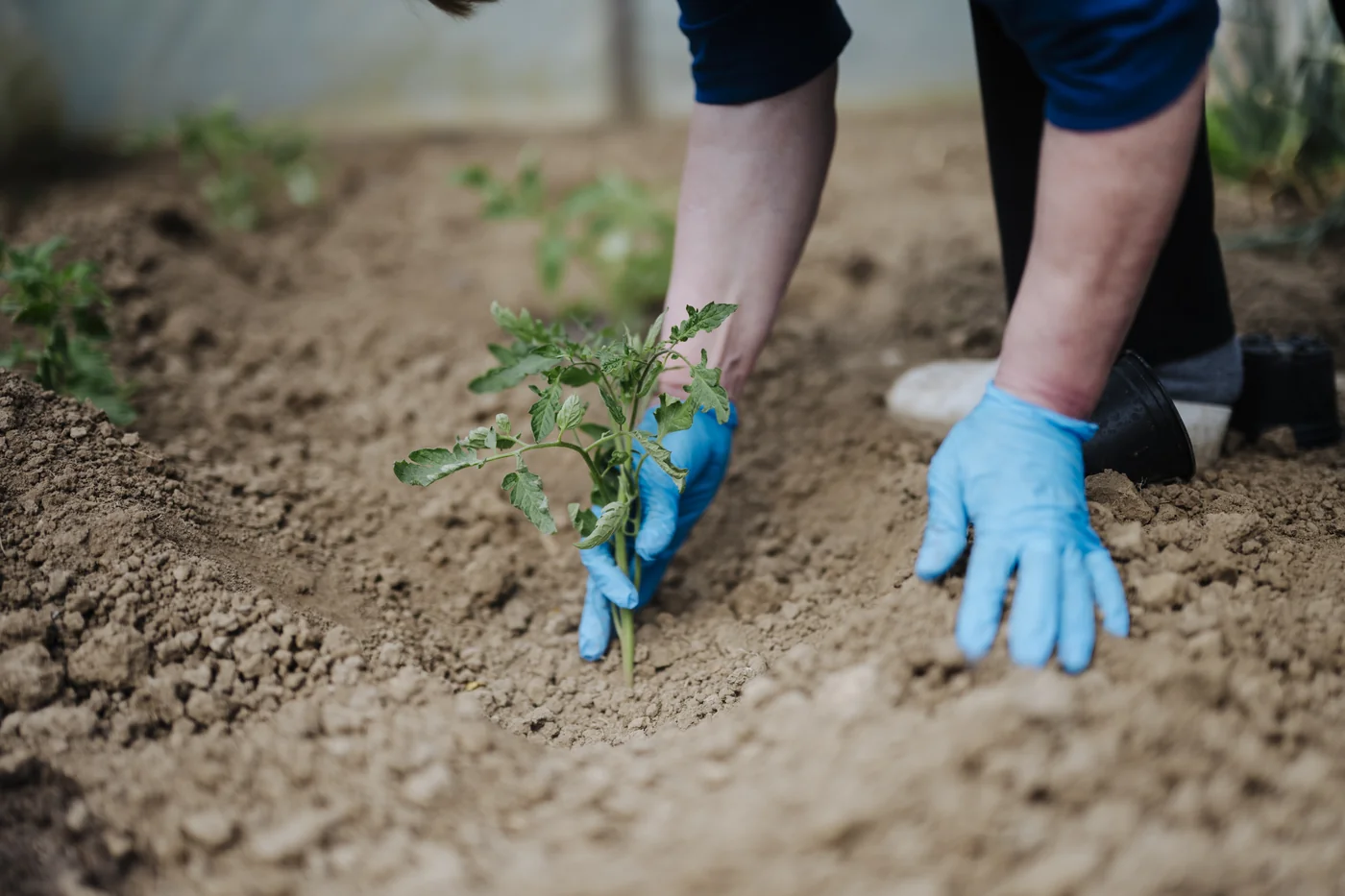 Tips for planting tomatoes: deep horizontal trench planting technique for tall leggy tomato seedlings