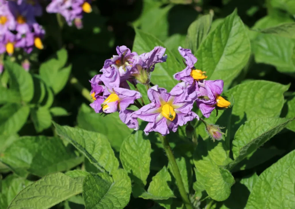 How to grow potatoes in bags and sacks on a sunny patio with lush flowering green potato foliage