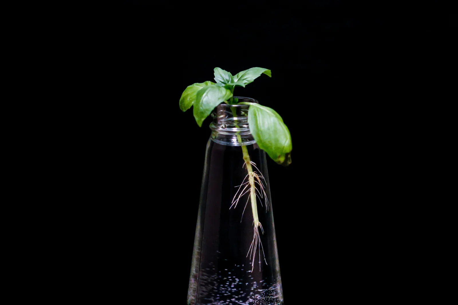 Genovese sweet basil stem actively developing healthy hydroponic water roots in a glass jar system