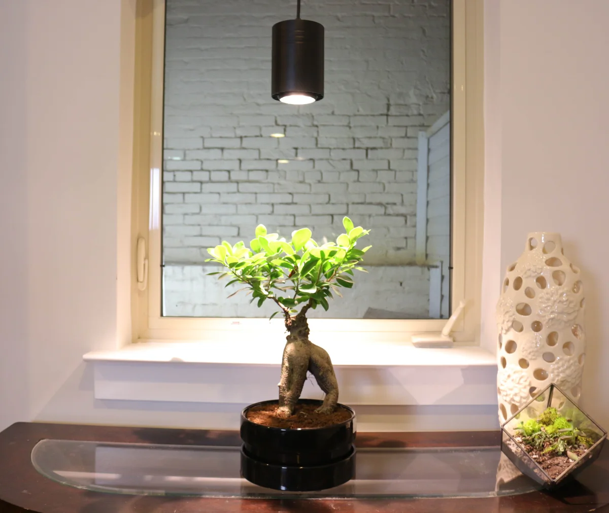 Indoor full-spectrum LED grow light suspended over an indoor Thai pepper plant in a home growing setup