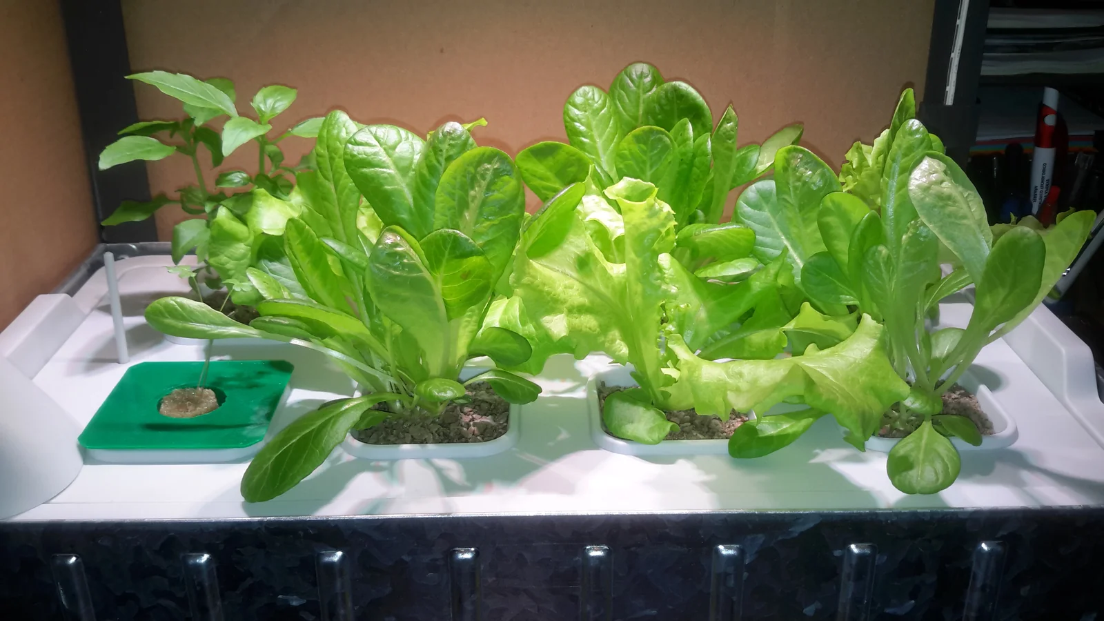 Indoor mason jar Kratky hydroponics setup with vigorous butterhead lettuce