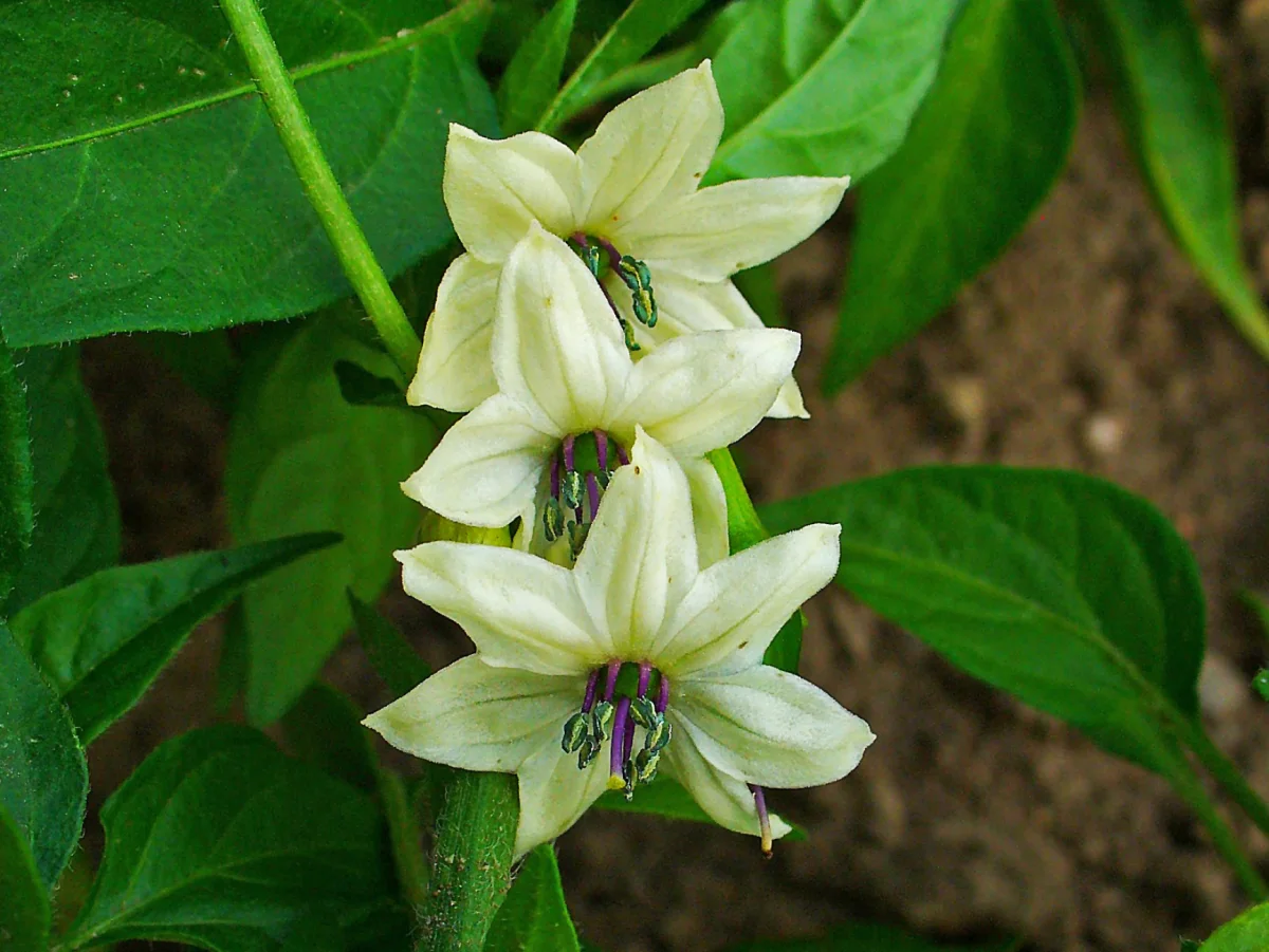 Potted indoor Thai pepper plant placed in a drainage saucer for bottom-watering to prevent fungus gnats