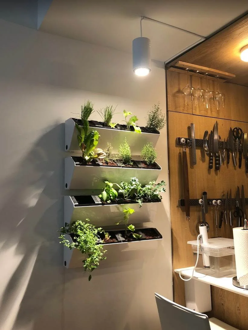 Full spectrum LED grow light fixture illuminating indoor strawberry canopy for continuous fruit production