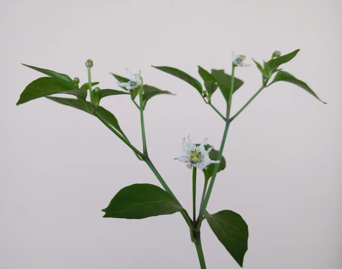 Close-up macro of an open white Thai chili pepper flower showing anthers and stigma during indoor pollination