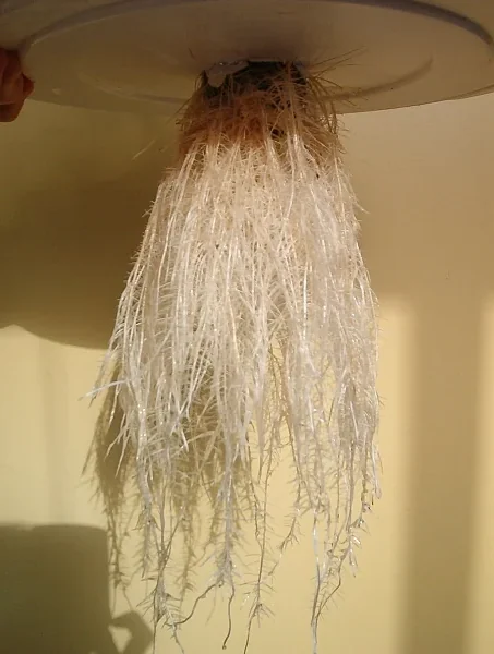 Net cup lifted from mason jar showing healthy white root system with upper air roots and lower water roots in mason jar hydroponics