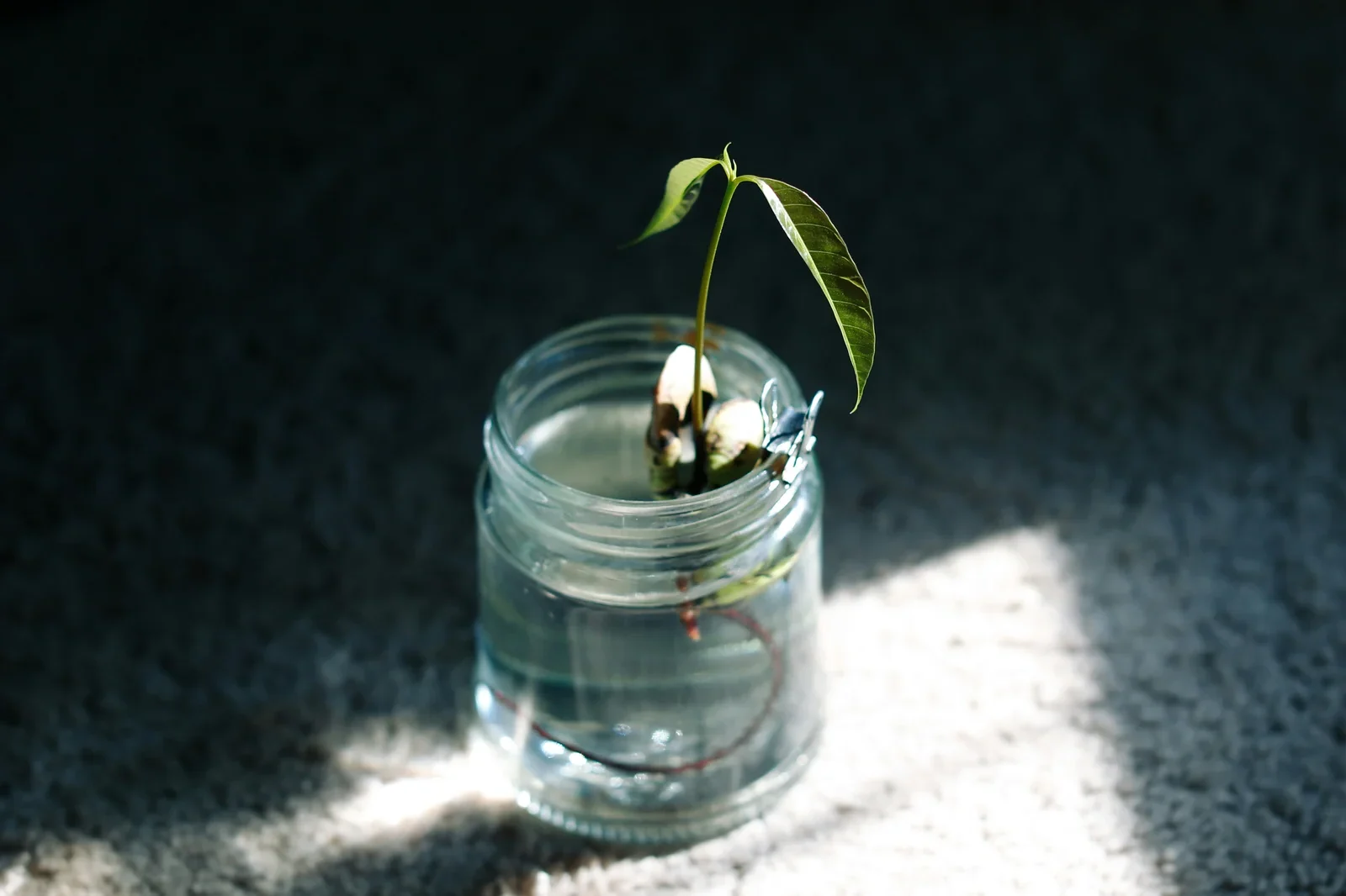 Young seedling suspended at top of clear mason jar hydroponics setup with initial water root elongation