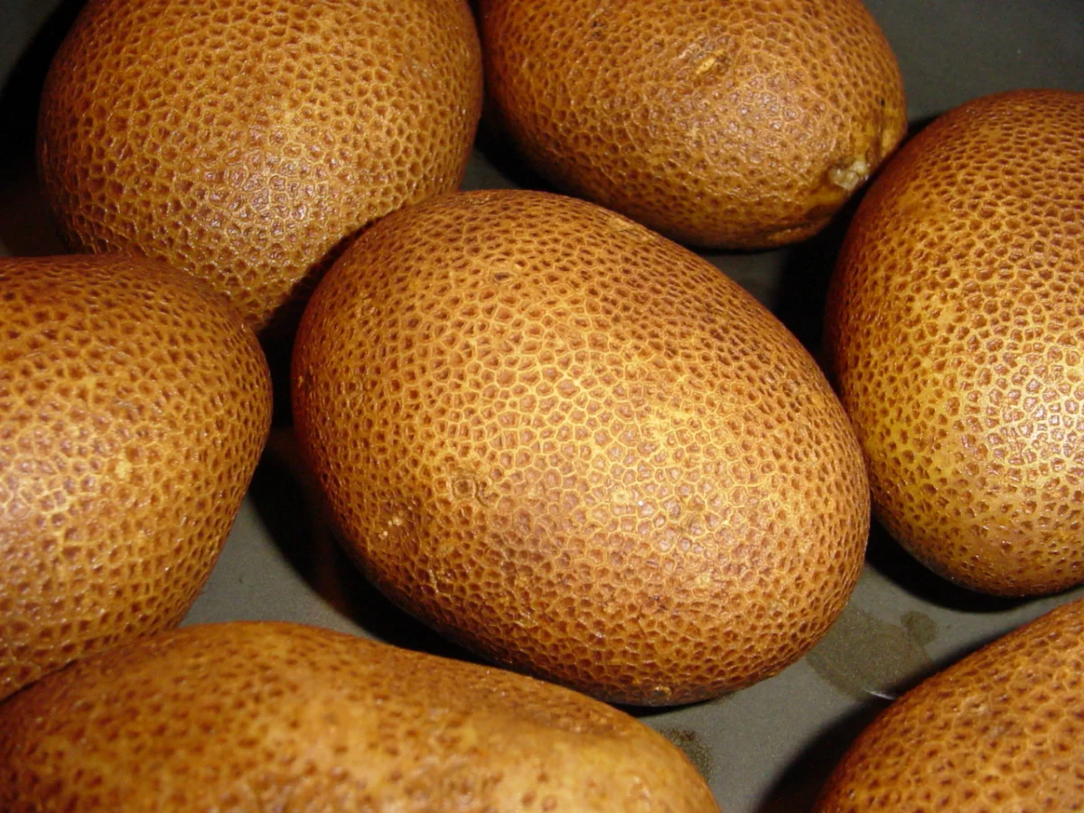 Heirloom storage potato varieties including Russet Burbank and Kennebec displaying thick protective suberized skins