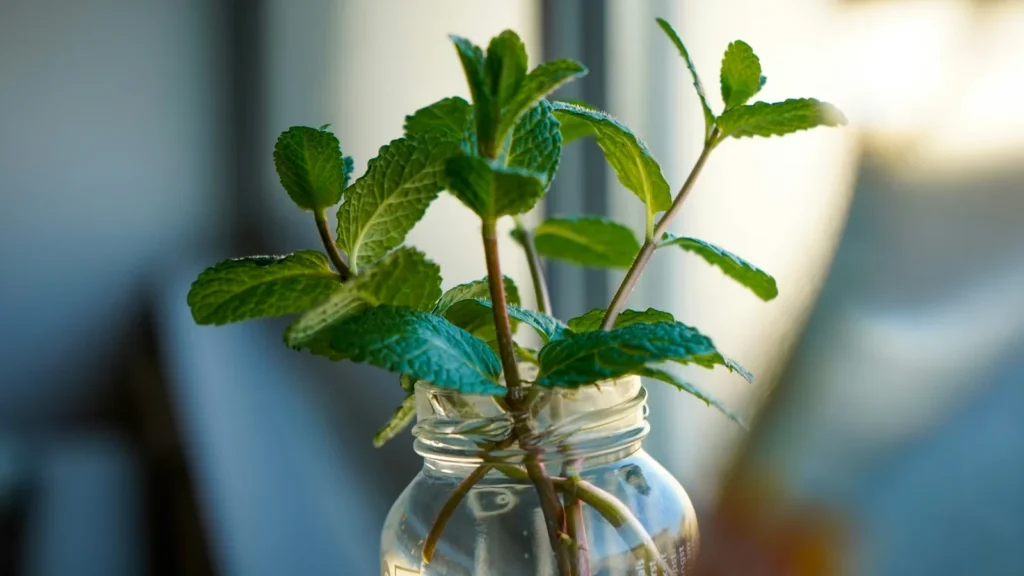 Fresh culinary herbs thriving in an indoor mason jar hydroponics Kratky system on a sunny windowsill