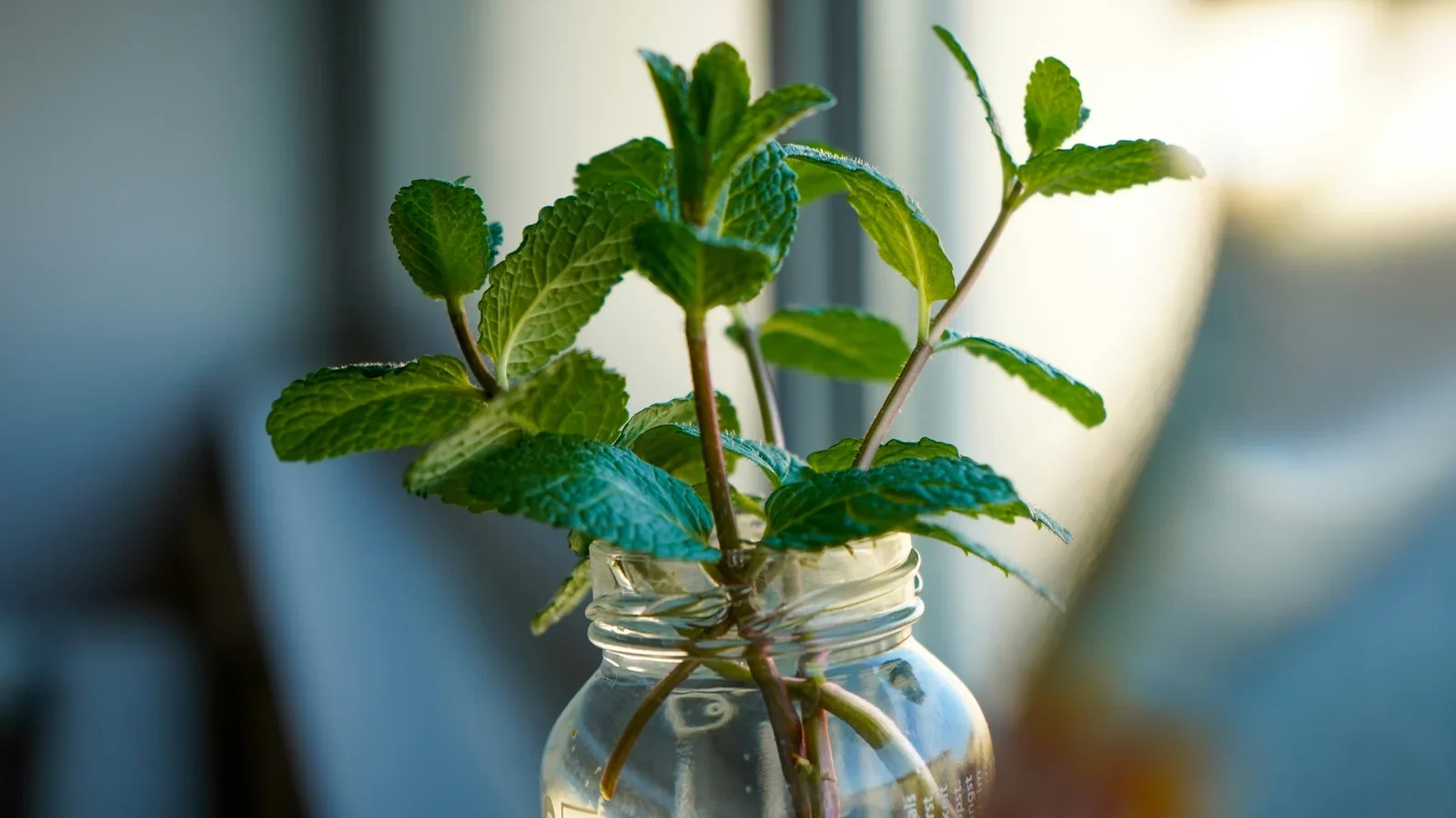 Kratky mason jar hydroponic system showing healthy lettuce and air roots
