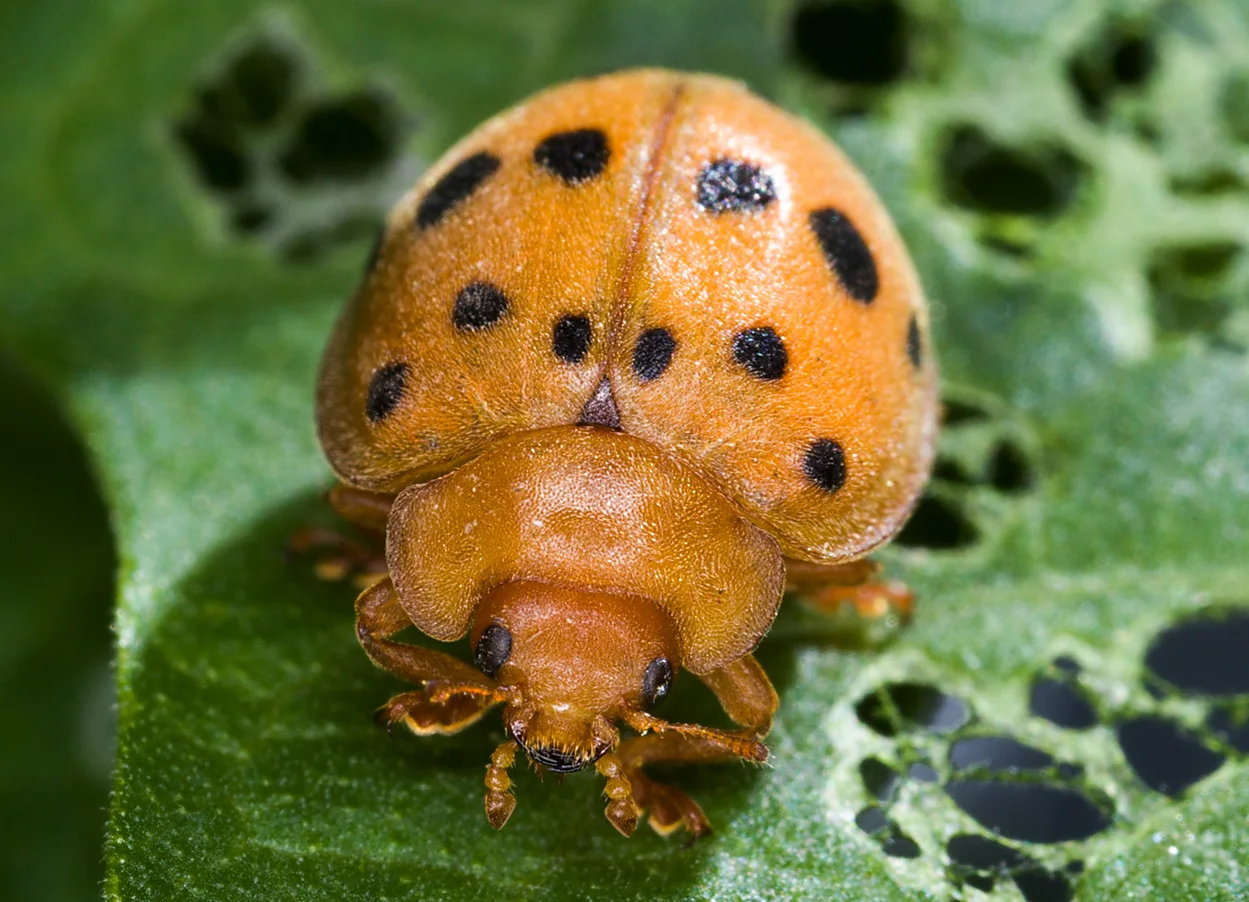 Close up of Mexican bean beetle (Epilachna varivestis) foliar feeding and natural plant pest resistance