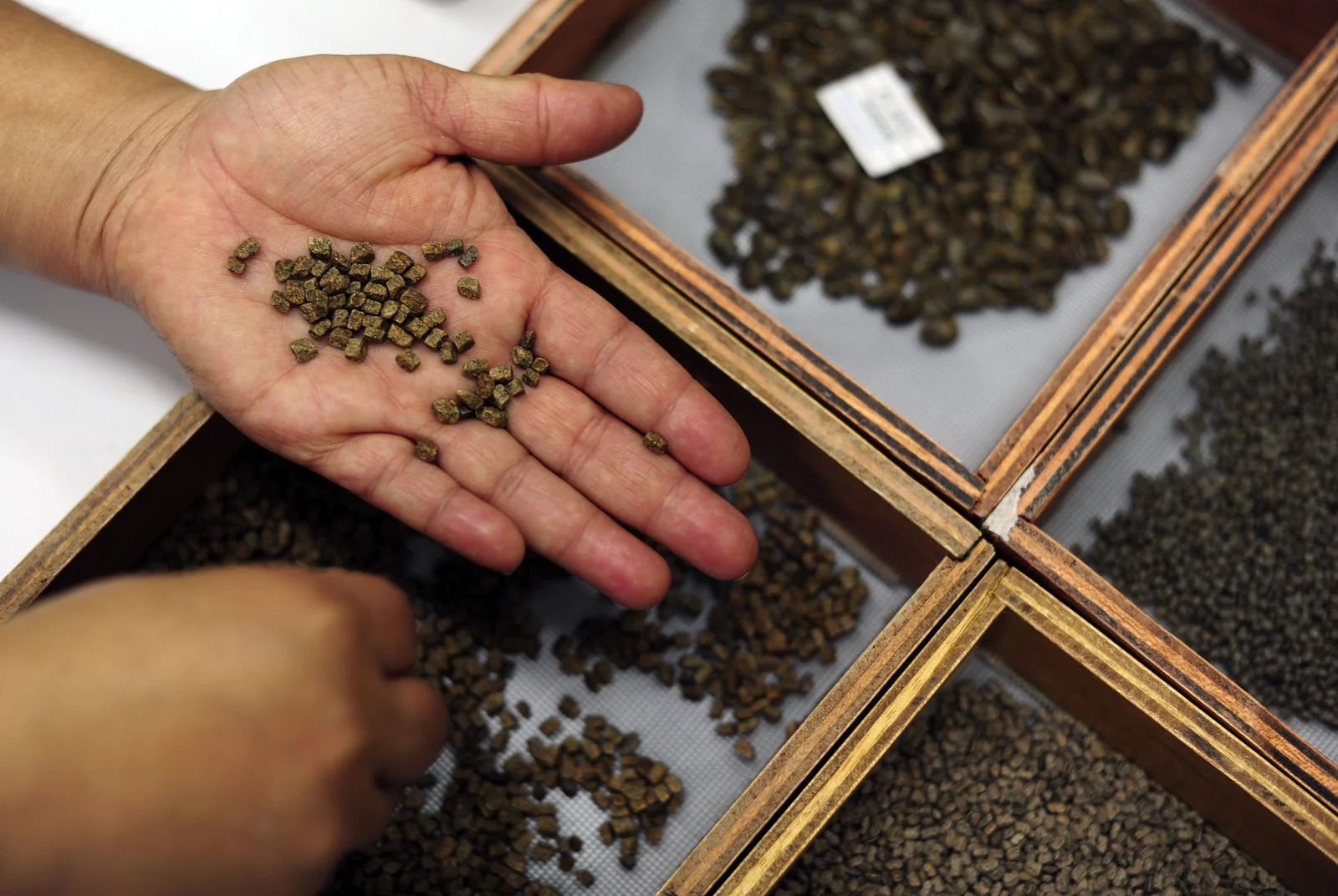 Authentic heirloom bean seeds held in hands for botanical preservation, contrasting against online seed scams