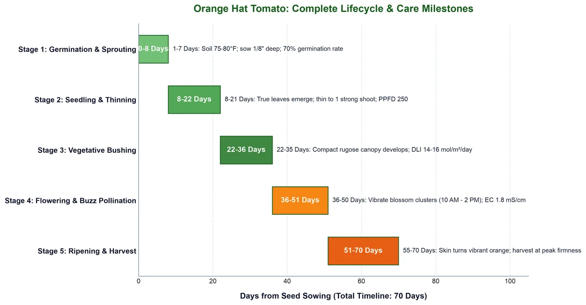 Data chart illustrating the 5 growth stages and care parameters of Orange Hat tomatoes from germination to harvest