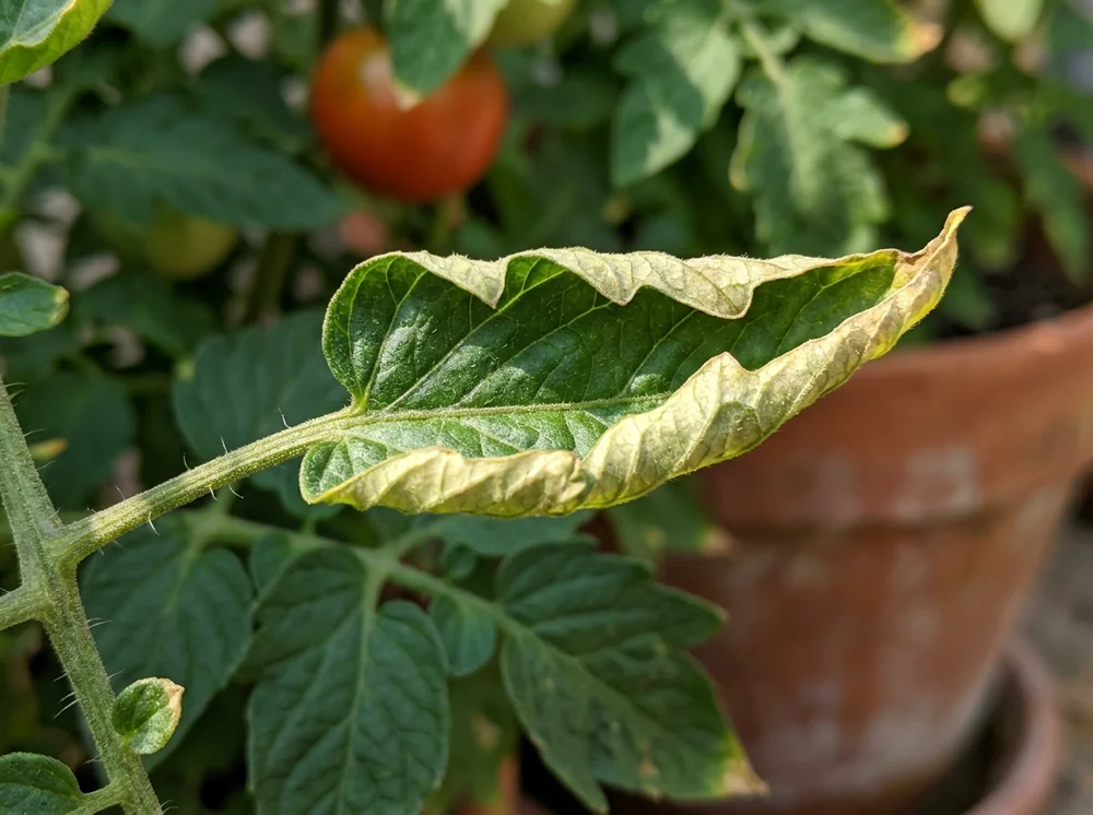Upward leaf curl and cupping on Orange Hat tomato foliage caused by intense heat stress and low humidity