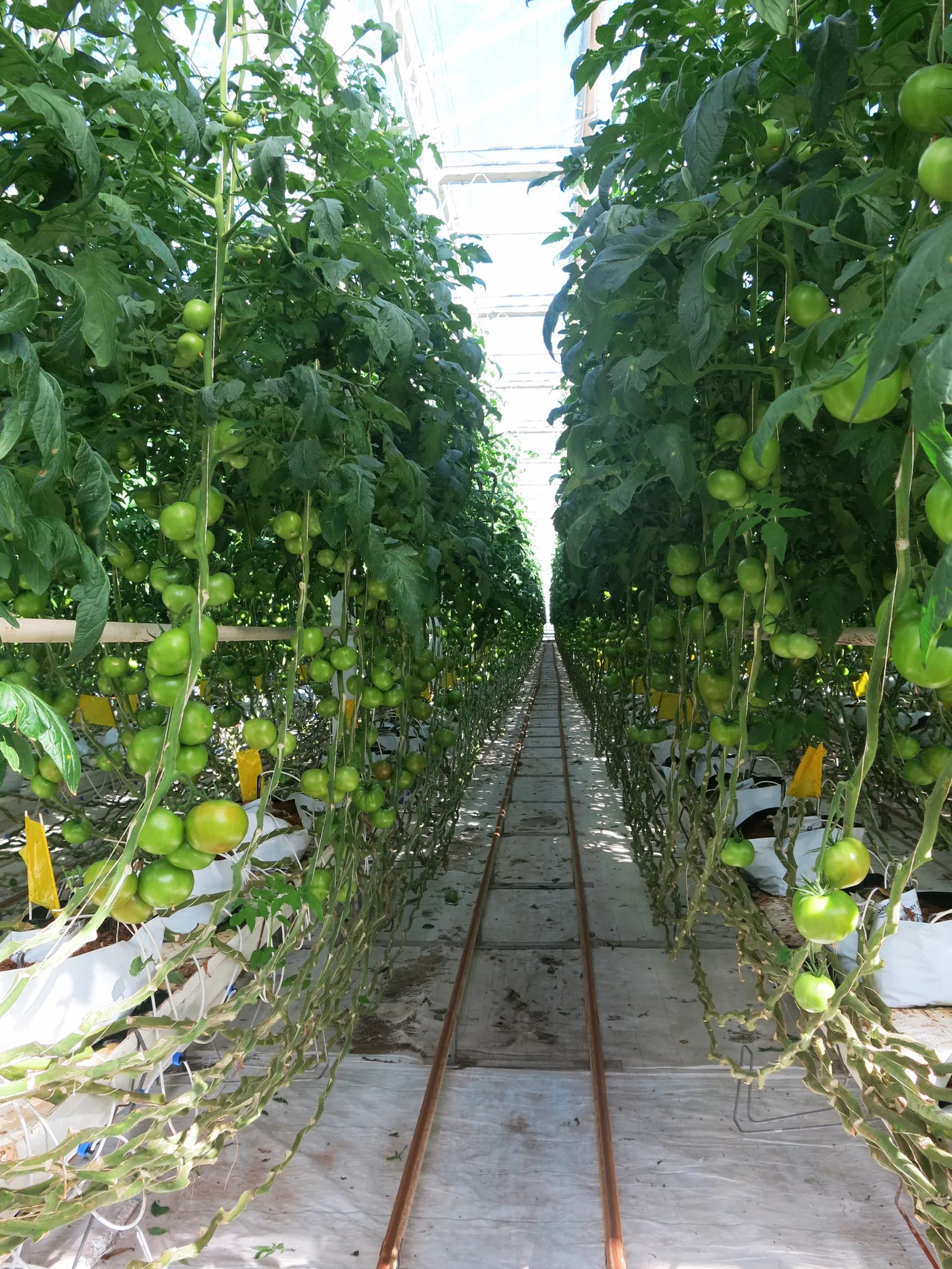 Heavy tomato vines grown in outdoor passive hydroponics using MasterBlend nutrient solution
